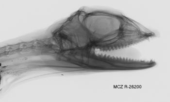 Media type: image; Herpetology R-26200